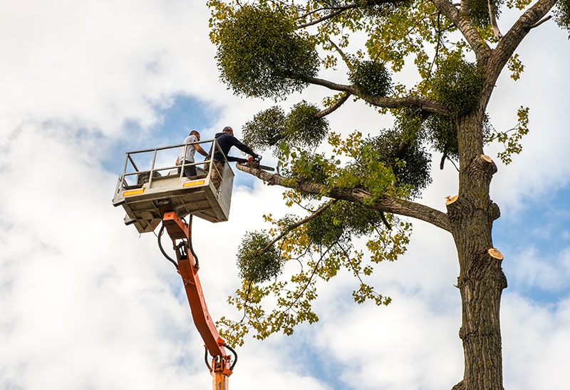 Tree-Removal-Two-Worker